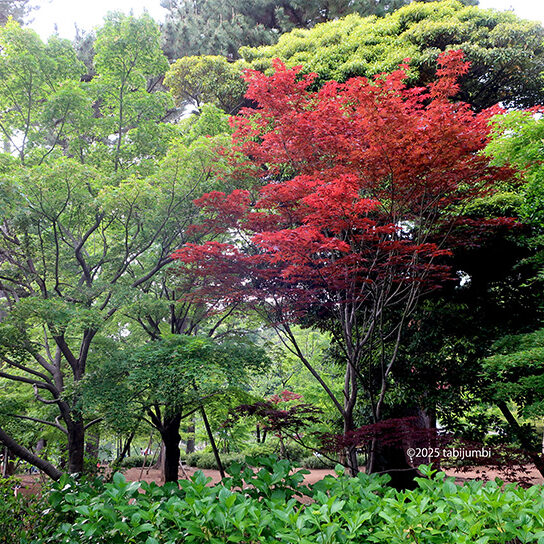 保護中: 勝海舟墓所の前にある樹々
