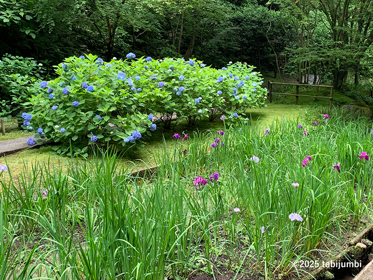 保護中: 明月院　アジサイとハナショウブ　2025-6-4